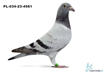 PL-034-23-4561 - brat DAKARA x siostra DAKARA