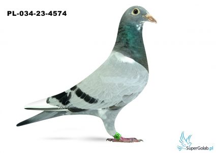 PL-034-23-4574 Linia Porsche 911 x córka DAKARA