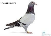 PL-034-24-4971  inbred DAKAR