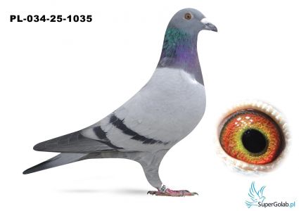 PL-034-25-1035 syn COMY