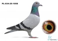 PL-034-25-1058 wnuk COMY 