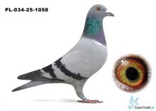 PL-034-25-1058 wnuk COMY 