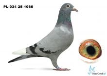 PL-034-25-1066 wnuk DAKARA