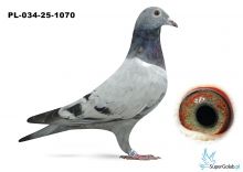 PL_034-25-1070 De Rauw Sablon - półbrat VERY ( 2019-2025- 26665 kkm)