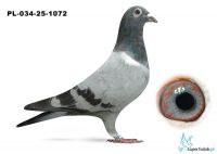 PL_034-25-1072 inbred DAKARA