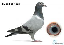 PL_034-25-1072 inbred DAKARA