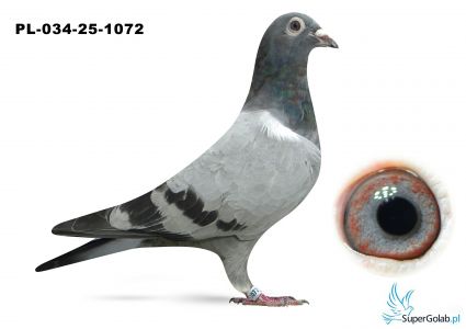 PL_034-25-1072 inbred DAKARA