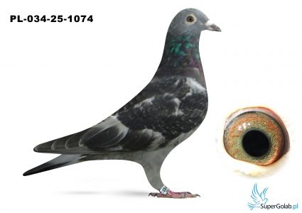 PL-034-25-1074 - Vercammen x Kruger