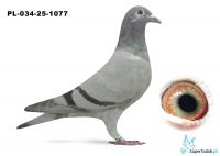 PL-034-25-1077 linia DAKAR