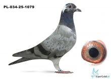 PL-034-25-1079 inbred PORSCHE 911