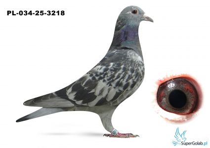 PL-034-25-3218  inbred PORSCHE911