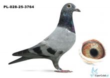 PL-034-25-3764 w rodowodzie PANAMERA PORSCHE 911, NEW KIM, NEW LAUREAT