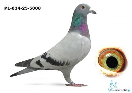 PL-034-25-5008 inbred DAKAR 