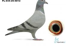 PL-034-25-5012 wnuk DAKARA