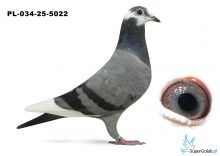 PL-034-25-5022 inbred DAKARA
