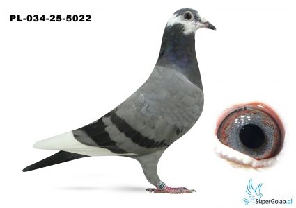 PL-034-25-5022 inbred DAKARA