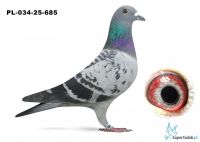 PL-034-25-685 syn COMY