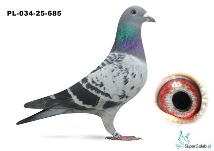 PL-034-25-685 syn COMY