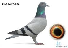 PL-034-25-686 inbred COMY (Coma x własna córka)