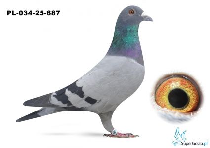 PL-034-25-687 inbred COMY ( COMA x własna córka)