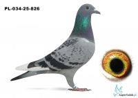 PL-034-25-826  inbred JONGE SUPERCRAK Ludo Claeseens