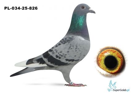 PL-034-25-826  inbred JONGE SUPERCRAK Ludo Claeseens