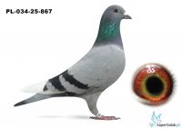 PL-034-25-867  córka MARC (1 AS Ddziału , 1 As Rejonu) , wnuczka NEW LAUREAT  Barenburga