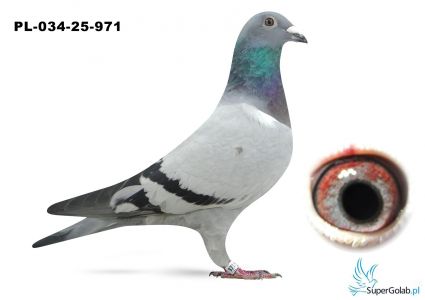 PL-034-25-971 De Rauw Sablon , półsiostra VERY 