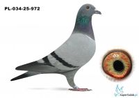 PL-034-25-972 De Rauw Sablon , półsiostra VERY