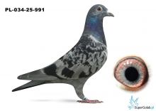 PL-034-25-991  Tom van Gaver x linia Porsche 911