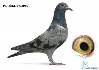 	PL-034-25-992 Tom van Gaver x linia Porsche 911