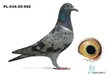 	PL-034-25-992 Tom van Gaver x linia Porsche 911