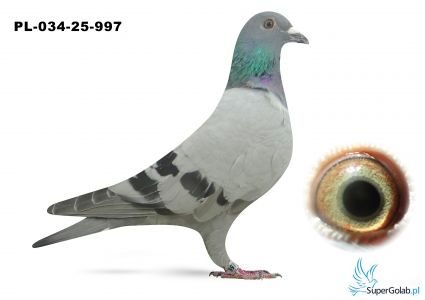 PL-034-25-997 podwójny wnuk  DAKARA