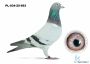 PL-034-25-999 lub do wyboru PL-034- 25- 693   - syn DAKARA