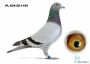 PL-034-26-1195  wnuk DAKARA