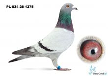 PL-034-26-1275 linia Jonge Supercrak x linia Dakar