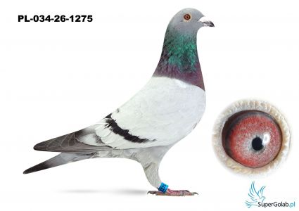 PL-034-26-1275 linia Jonge Supercrak x linia Dakar