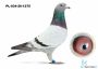 PL-034-26-1275 linia Jonge Supercrak x linia Dakar