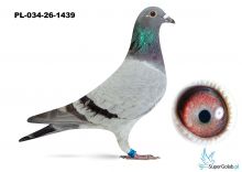 PL-034-26-1439 - linia Golden Armando  x linia Porsche 911