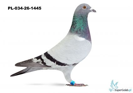 PL-034-26-1445 - wnuk COMY  srebny medal kat I  