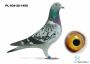 PL-034-26-1450 wnuk DAKARA ,  linia BOXTER 