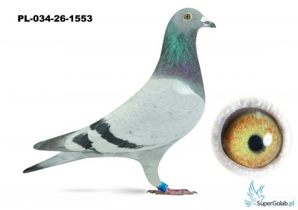 PL-034-26-1553  linia DAKAR x linia Vandenabeele