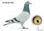 PL-034-26-1553  linia DAKAR x linia Vandenabeele
