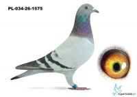 PL-034-26-1575 Inbred DAKARA 