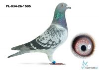 PL-034-26-1595 w rodowodzie EURO DIAMOND, gołebie Van  Gaver