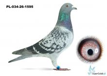 PL-034-26-1595 w rodowodzie EURO DIAMOND, gołebie Van  Gaver