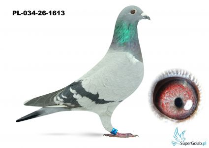 PL-034-26-1613 wnuk DAKARA 