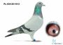 PL-034-26-1613 wnuk DAKARA 