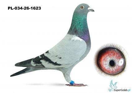 PL-034-26-1623  wnuk DAKARA