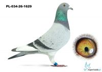 PL-034-26-1629 inbred DAKARA